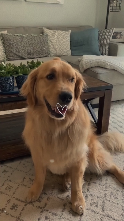 Köpek anları