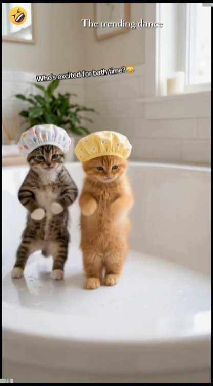 Dance Cat Trend