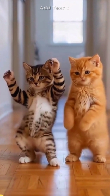Chat drôle :