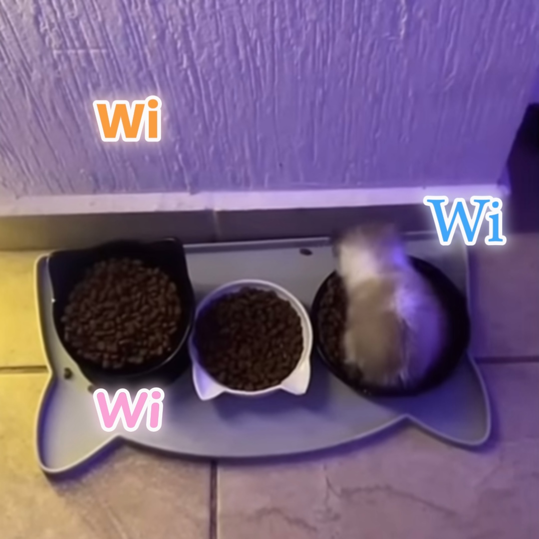 Wiwiwi cat