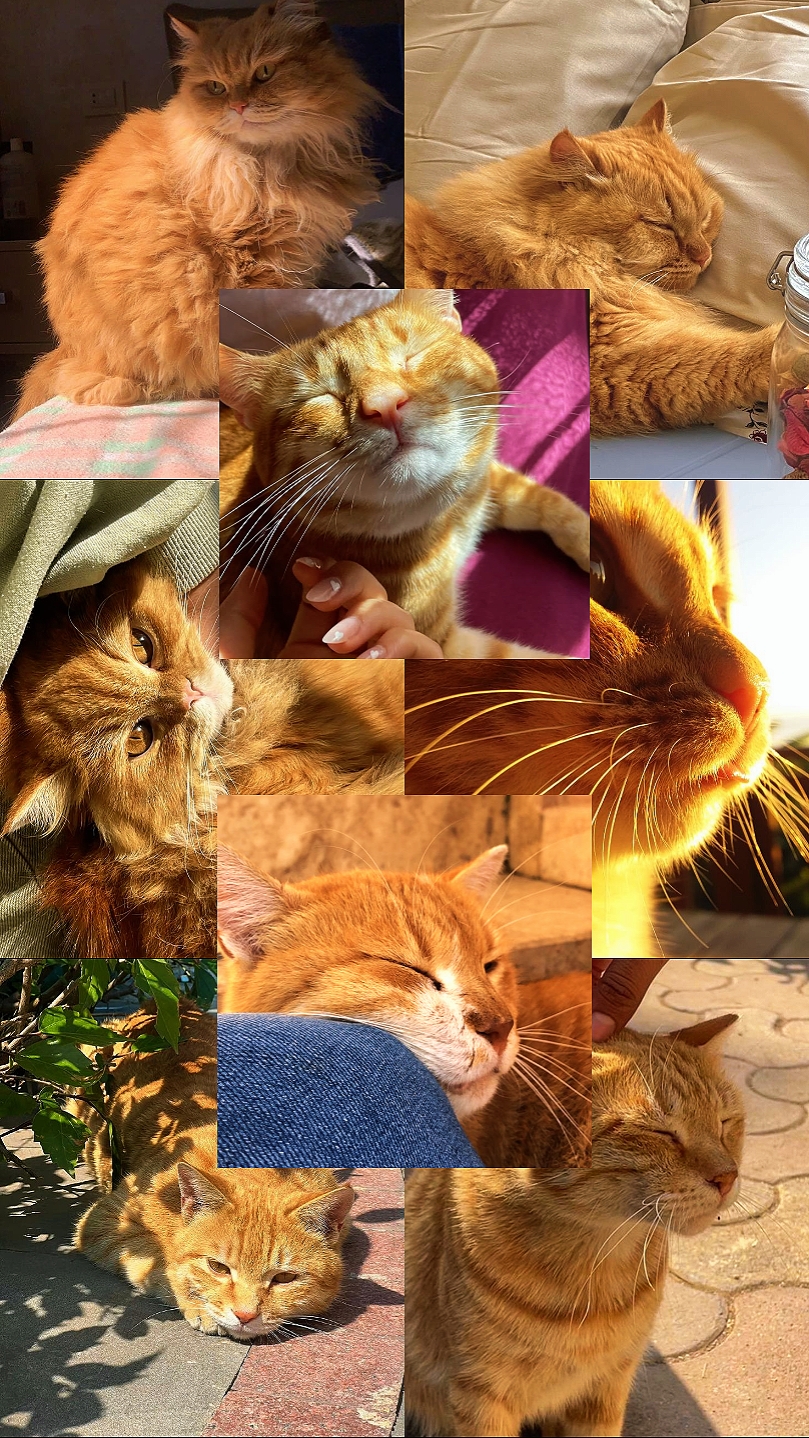 7 modèles de photos