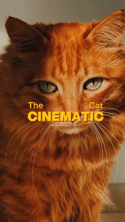 O gato cinematográfico
