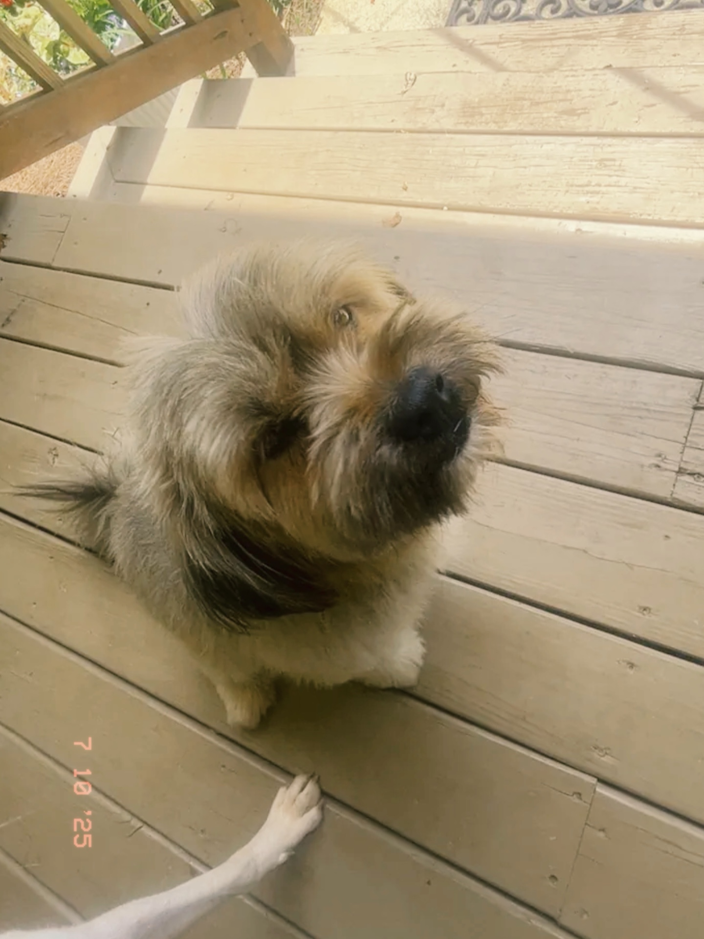 ¡Cachorro!