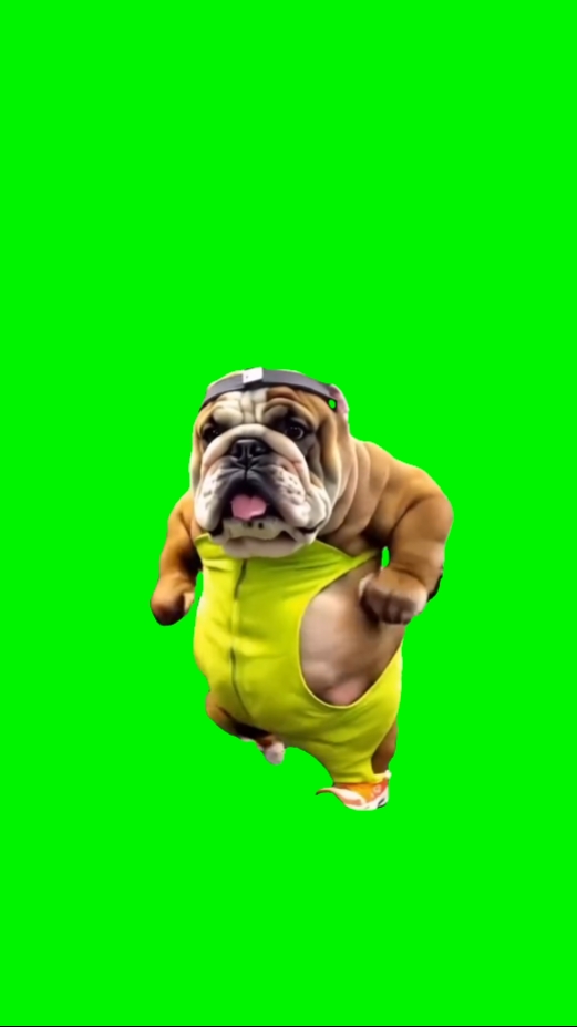 Meme de perro divertido 