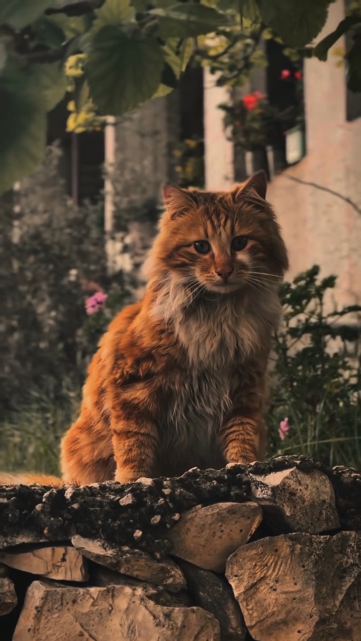 MÚSICA LENTA | GATO🐈