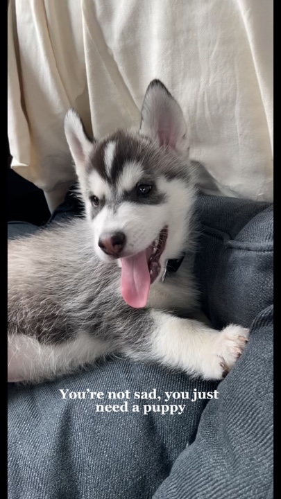 Besoin d'un chiot 🐶 