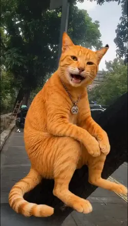 FUNNY CAT