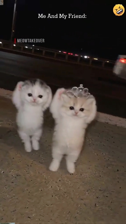 Gato Fofo