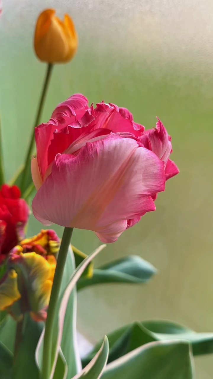 Primavera y verano