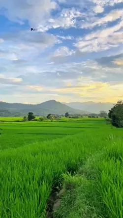 Pagi hari