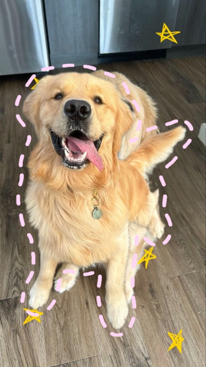 Dog bestfriend 