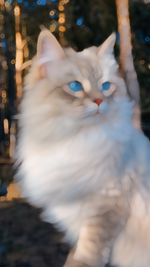 cat slowmo