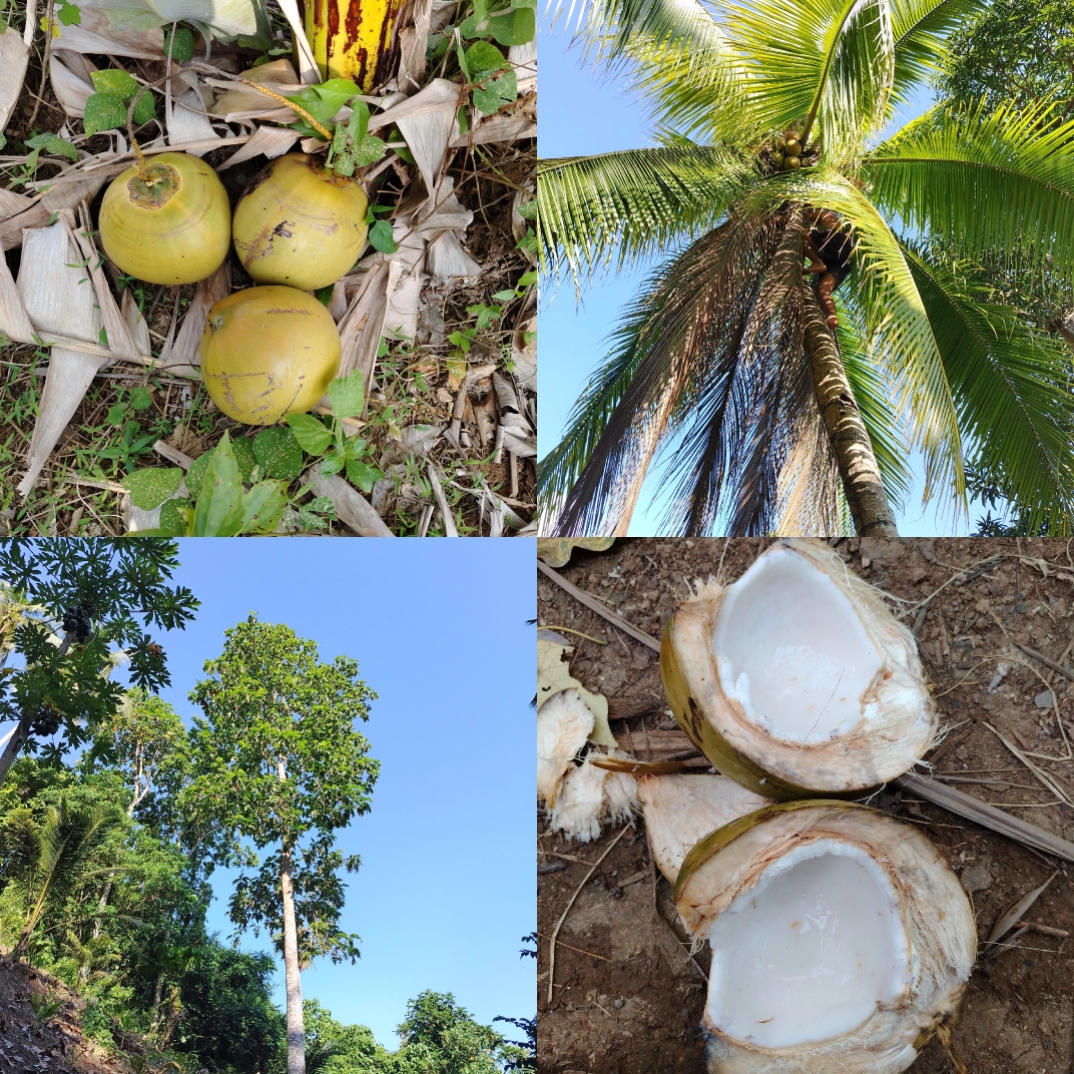 Kelapa 