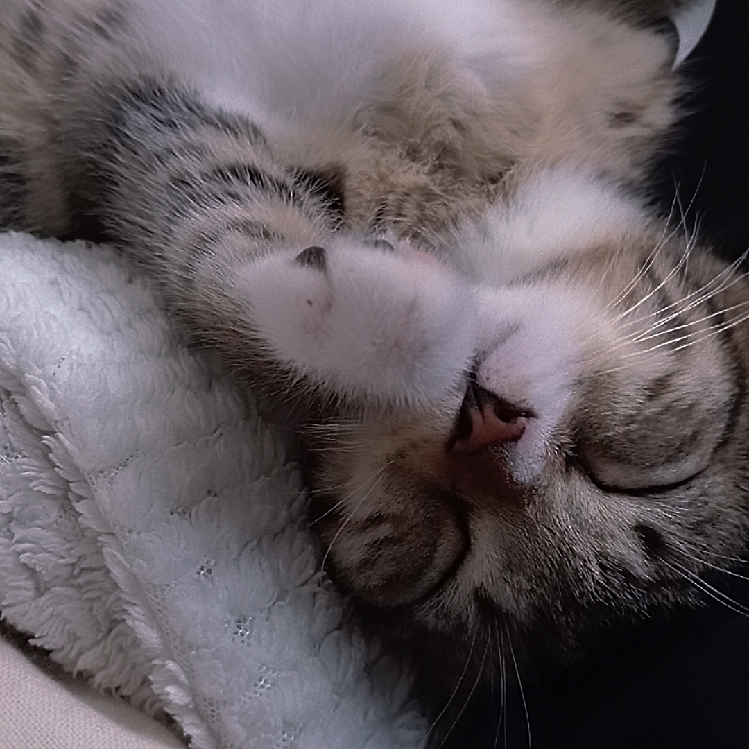 EDICIÓN PARA GATO