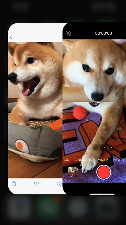 Perrito sentado