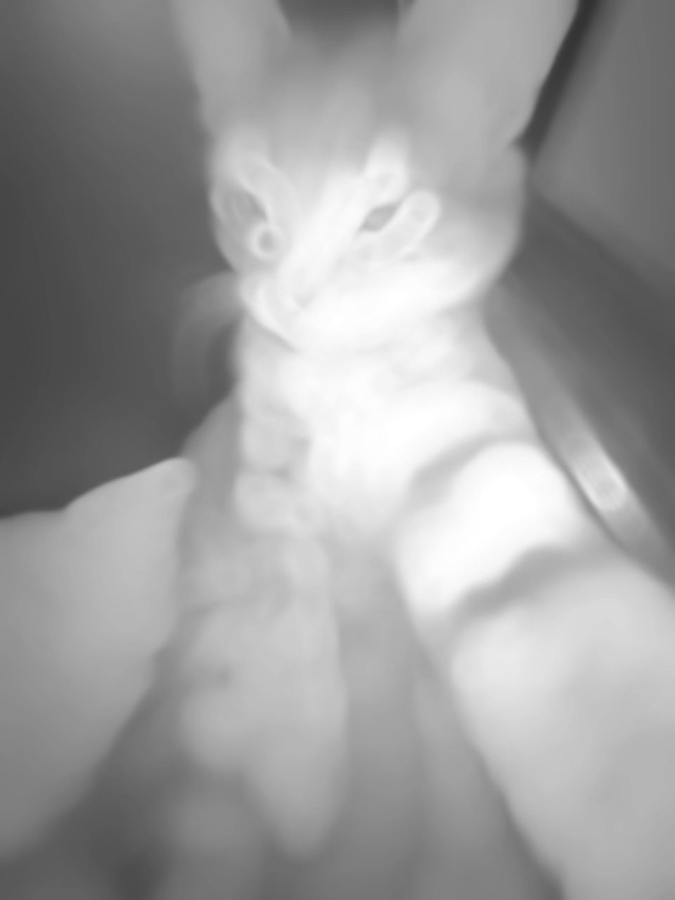Cat Rizz