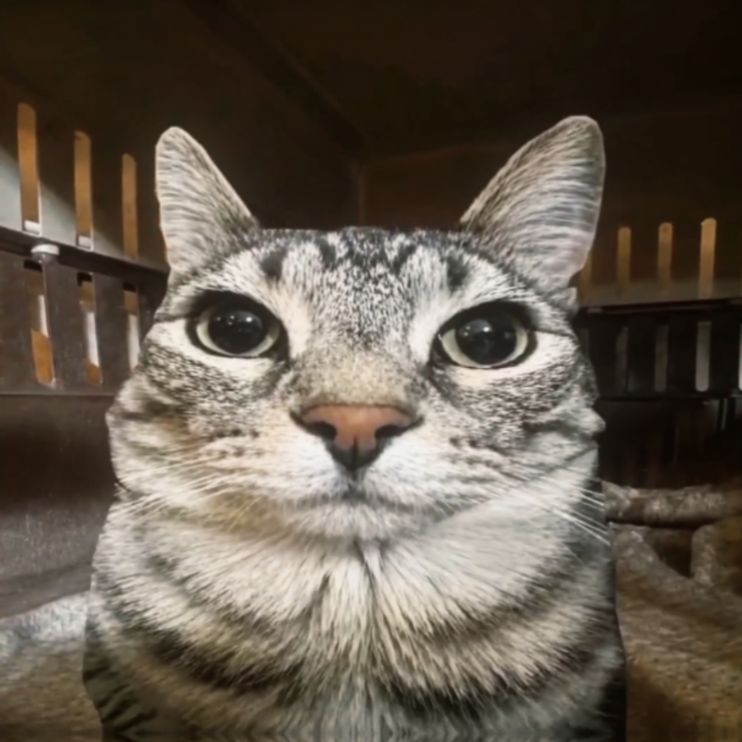 cat edit