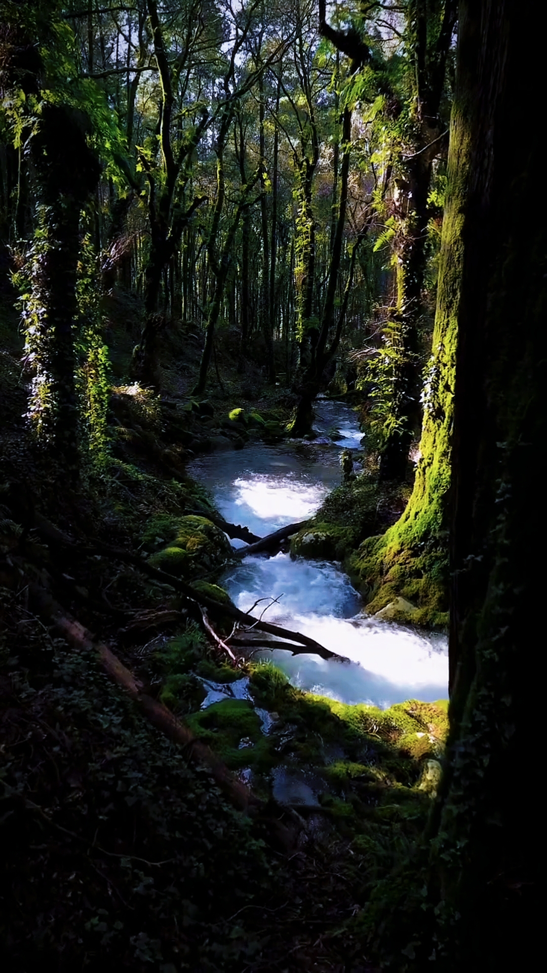 Naturaleza estetik HD