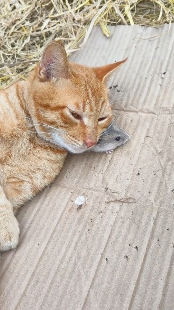 Animal engraçado haha