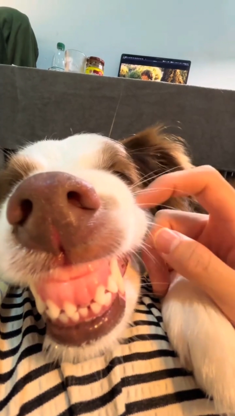 Funny dog template 