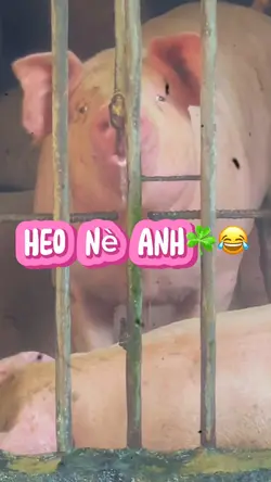 Heo dễ thương☘️✅