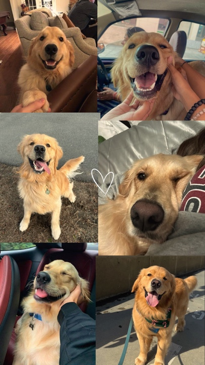 Mon chien