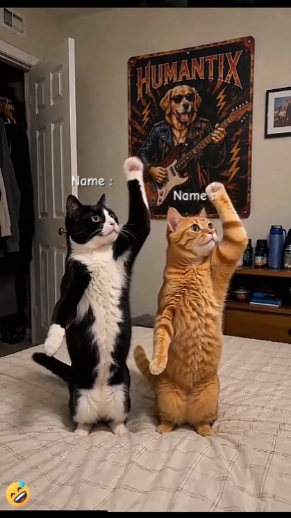 Tendencia del gato de baile. 