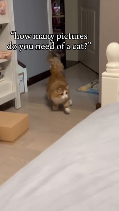 Photos of your cat