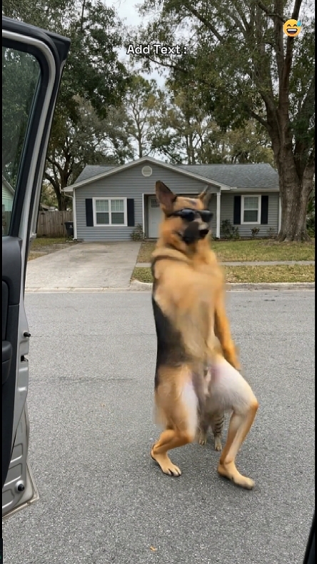 Funny Dog