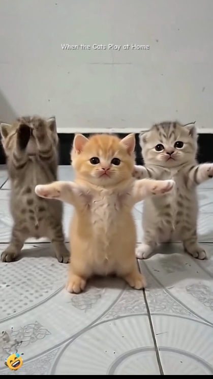 텍스트 편집.. 재미있는 고양이
