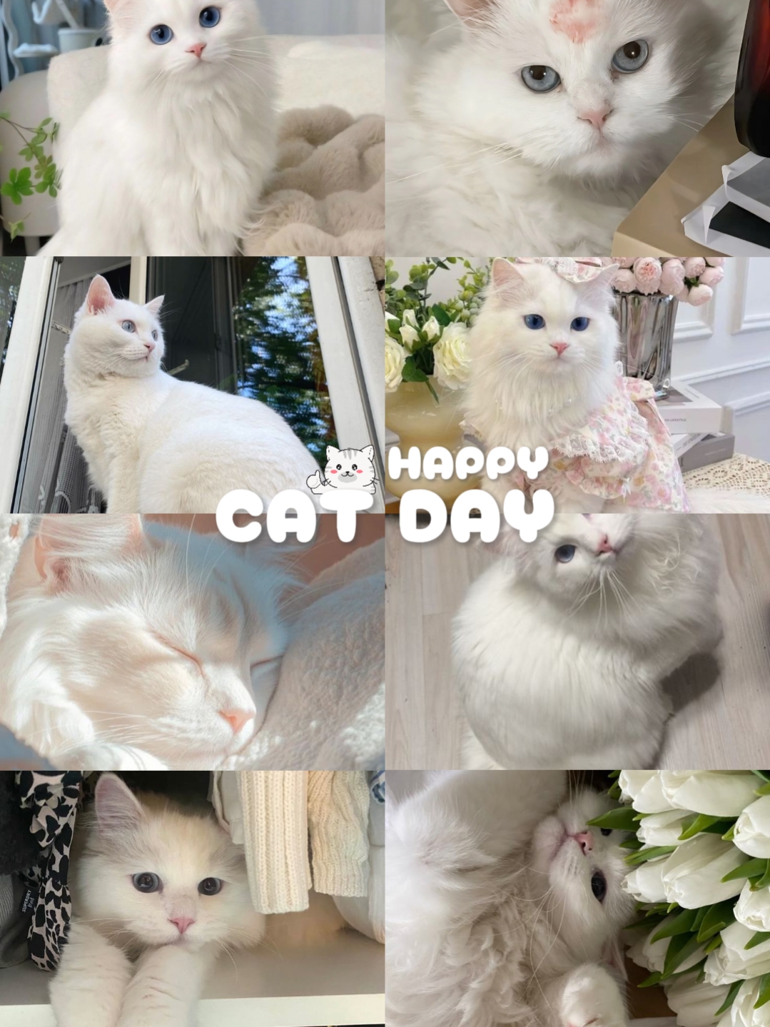 happy cat day