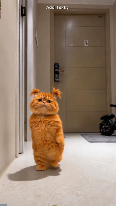 Kucing Lucu