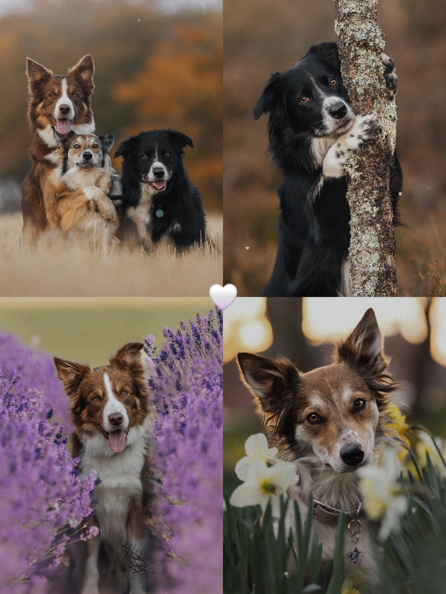 CITAÇÕES DE CACHORRO
