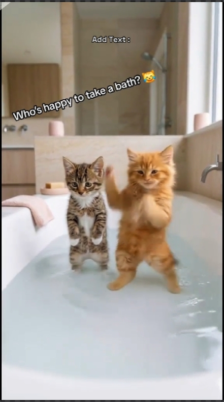 Funny Cat: