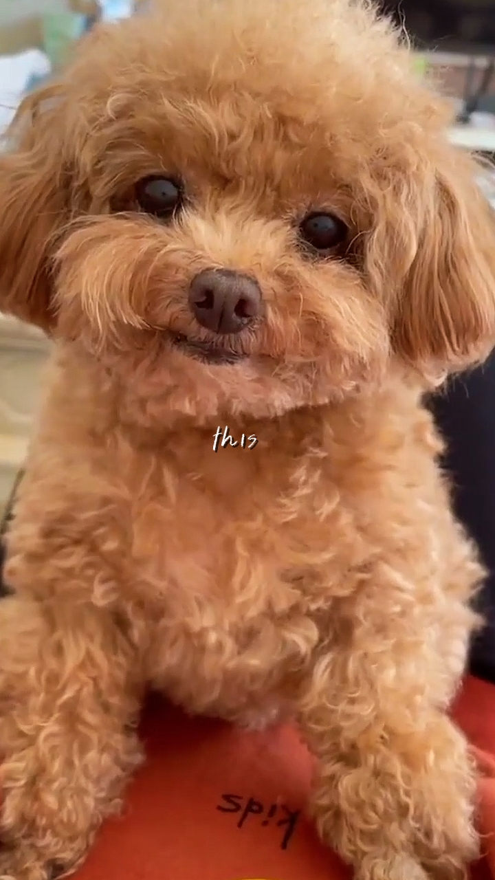 Cute Dog