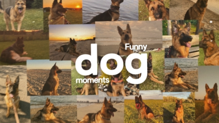 funny dog moments