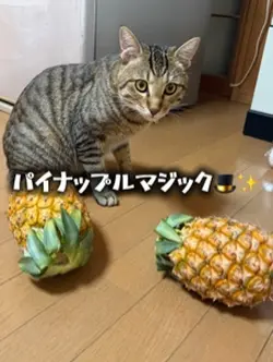 パイナップルマジック🎩✨
