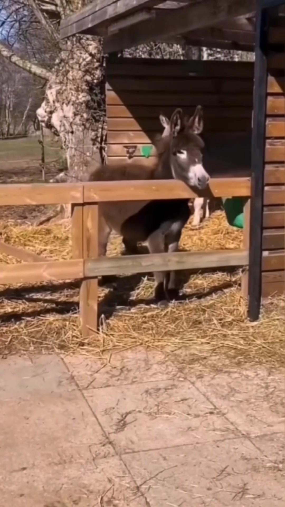 Funny Animal Product Display TikTok Style