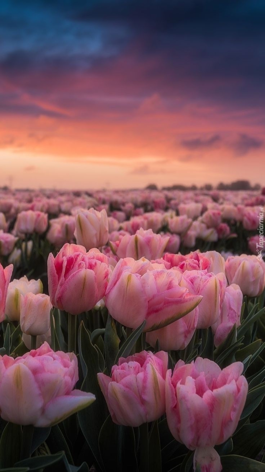 Belles fleurs 