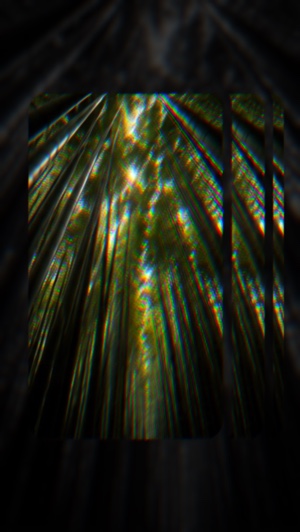 Bamboo Tunnel