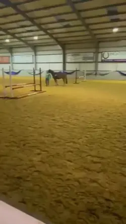 AI HORSE AND RIDER!!