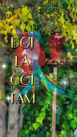 ĐỜI LÀ CÕI TẠM ..