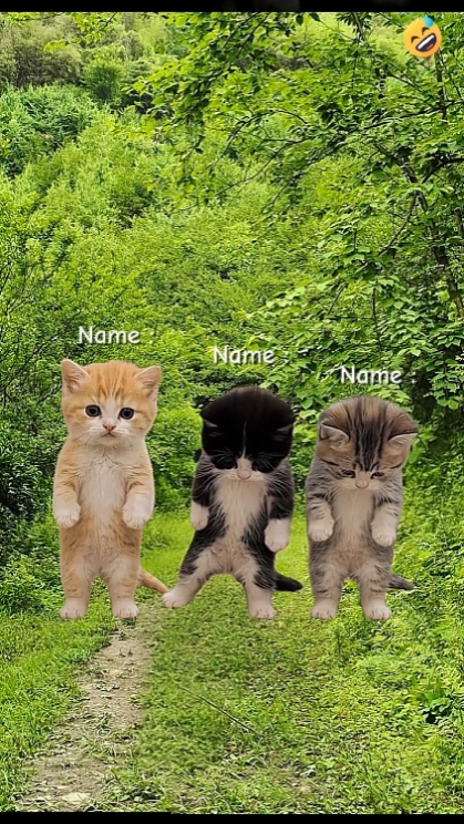 Gato de baile... 