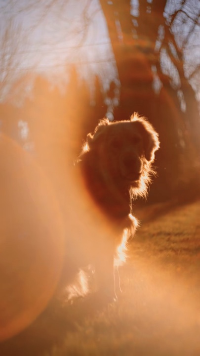 Mon chien