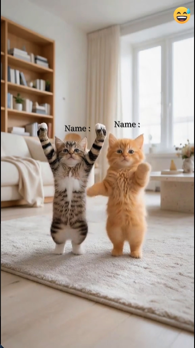 Tendencia del gato de baile