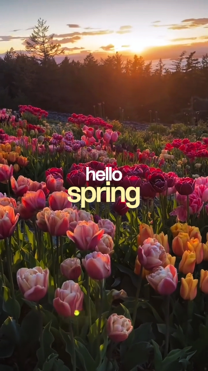 Olá primavera 