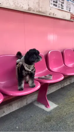 犬、鳥取旅行。映える駅。