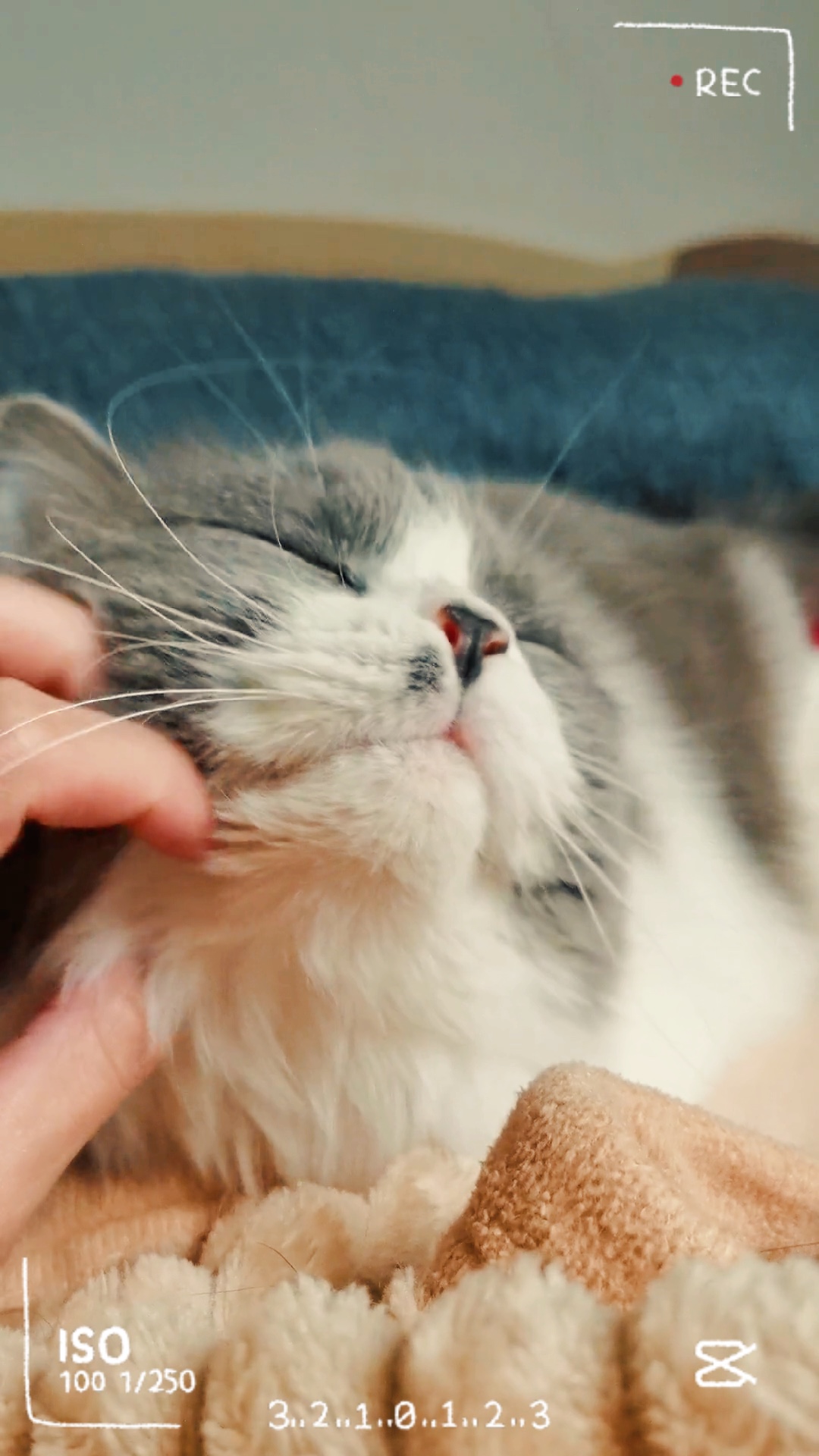 Cat lover