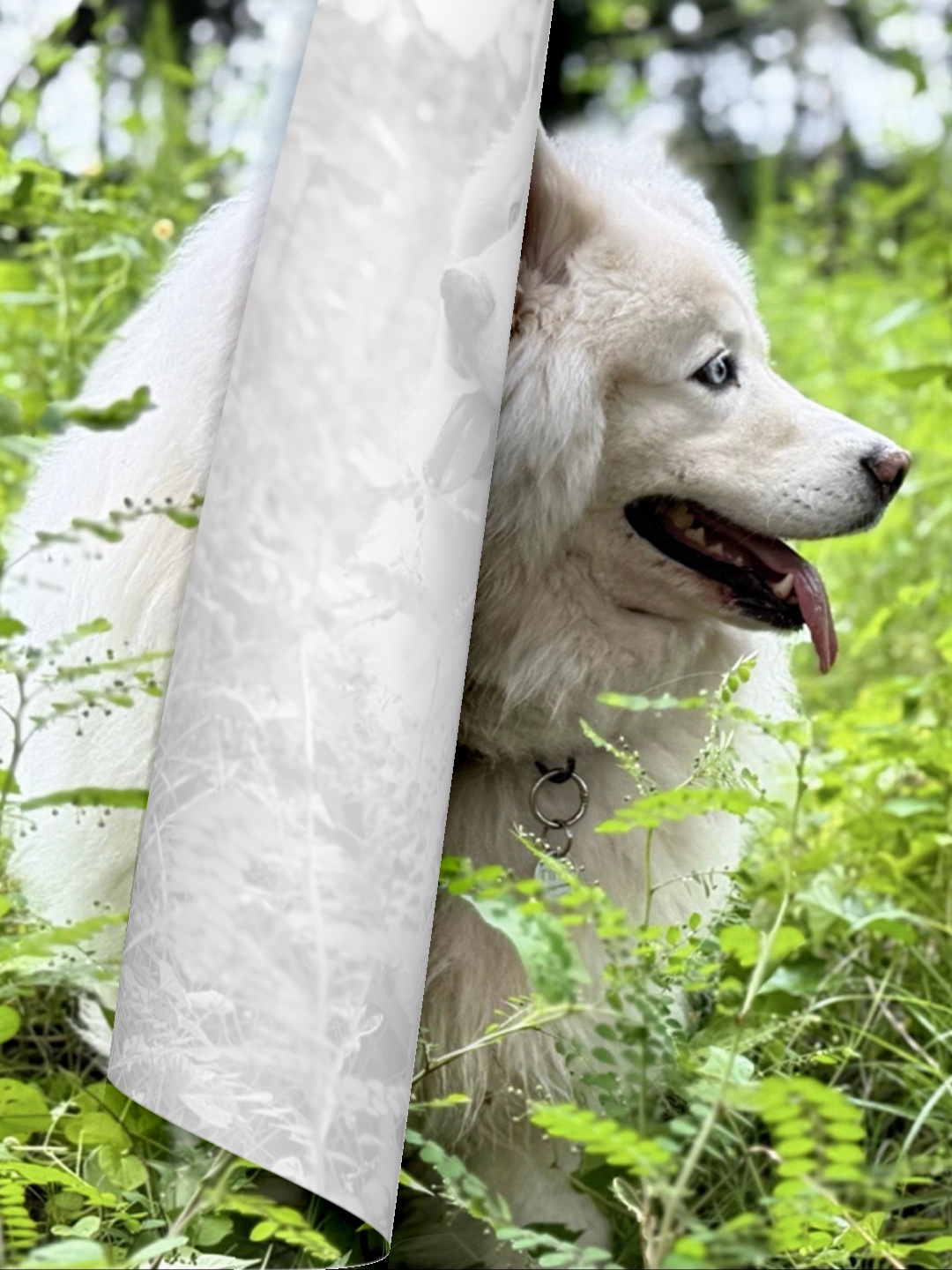 Montagem de fotos de cães 