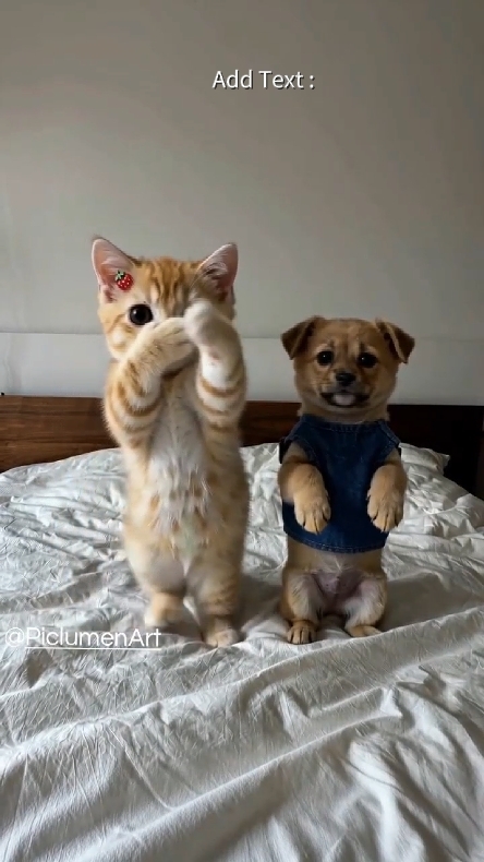 재미있는 고양이. 